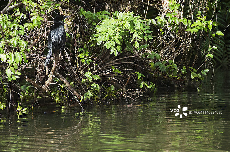 印度鸬鹚栖息在植物上图片素材