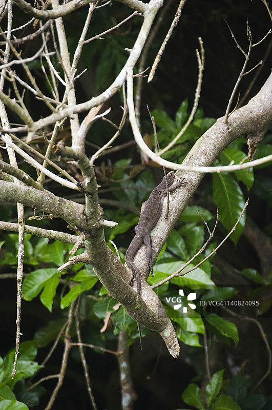 蜥蜴在细枝上图片素材