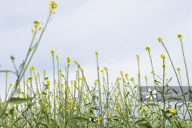 古尔冈索赫纳芥菜地低角度景观，印度哈里亚纳邦图片素材