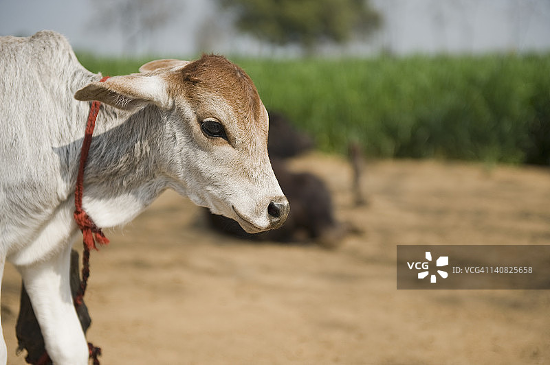 小牛特写，印度哈里亚纳邦古尔冈图片素材