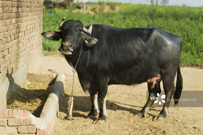 水牛（Bubalus bubalis）正在食用饲料，印度哈里亚纳邦古尔冈法鲁克·纳加尔图片素材