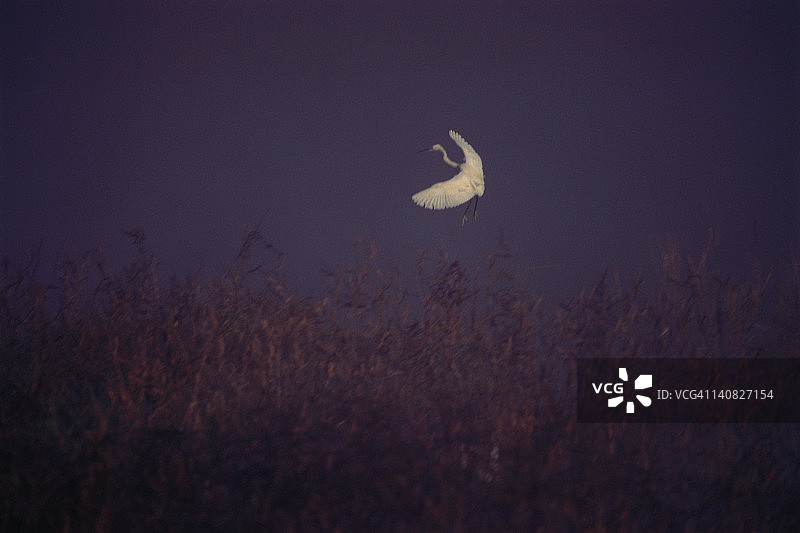 小白鹭飞行，印度卡纳塔克邦曼迪亚区图片素材