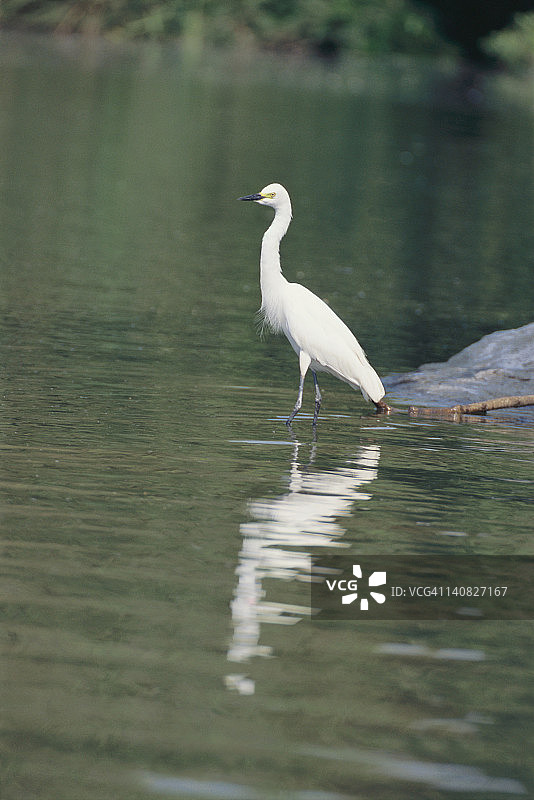 湖中的小白鹭，印度卡纳塔克邦图片素材