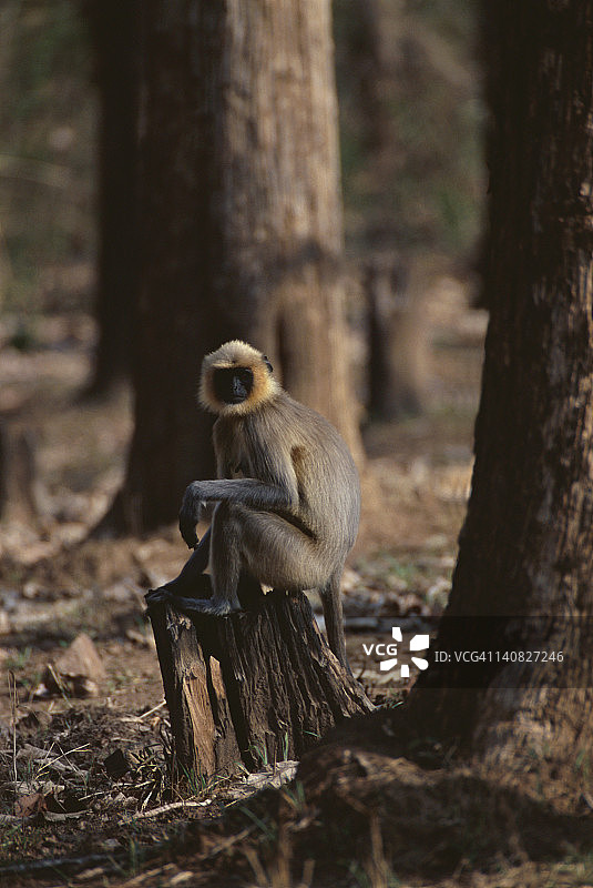 普通叶猴，栖息在树桩上，印度卡纳塔克邦查马拉贾纳加尔邦迪布尔国家公园图片素材