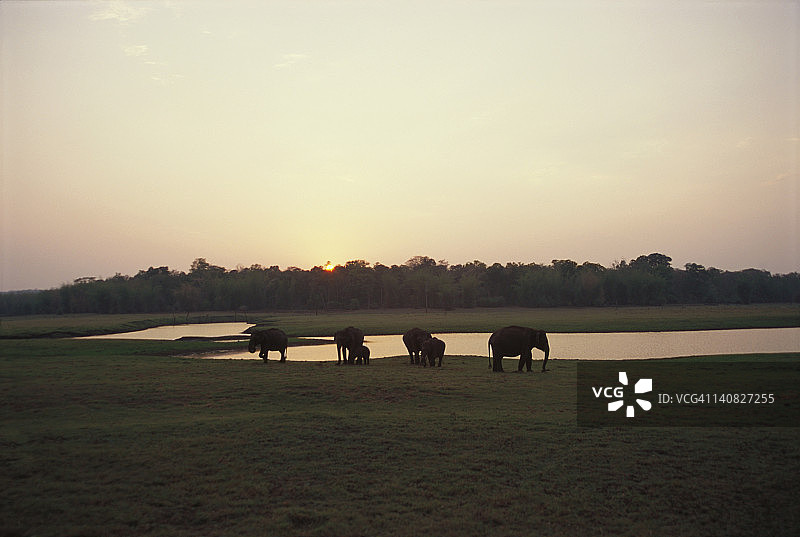 印度象与幼象在水坑旁，班迪普尔国家公园图片素材