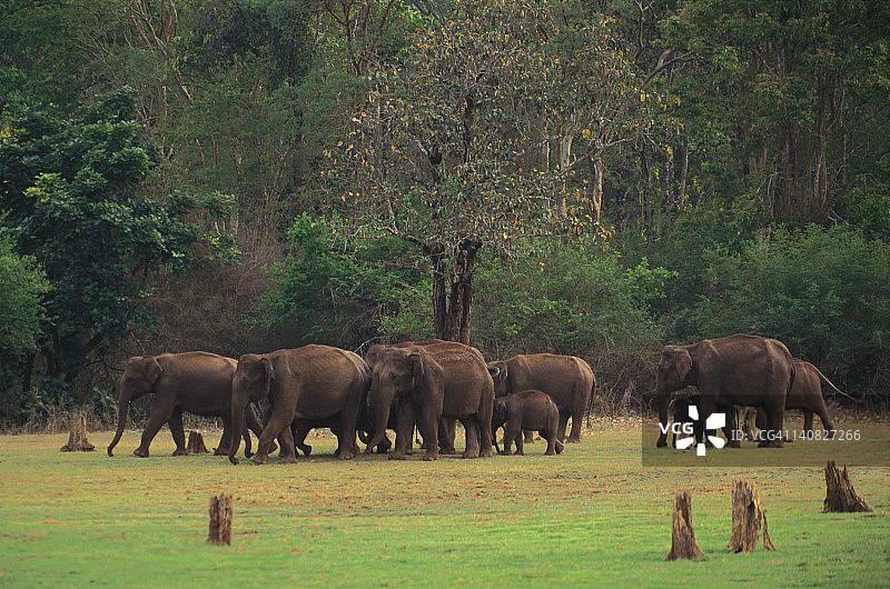 印度卡纳塔克邦班迪布尔国家公园森林中的印度象图片素材