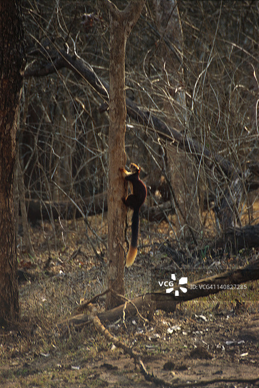 印度巨松鼠爬树图片素材