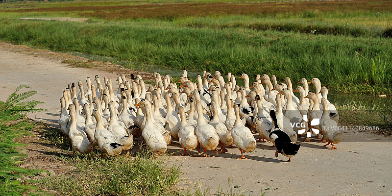 路上的鸭子图片素材