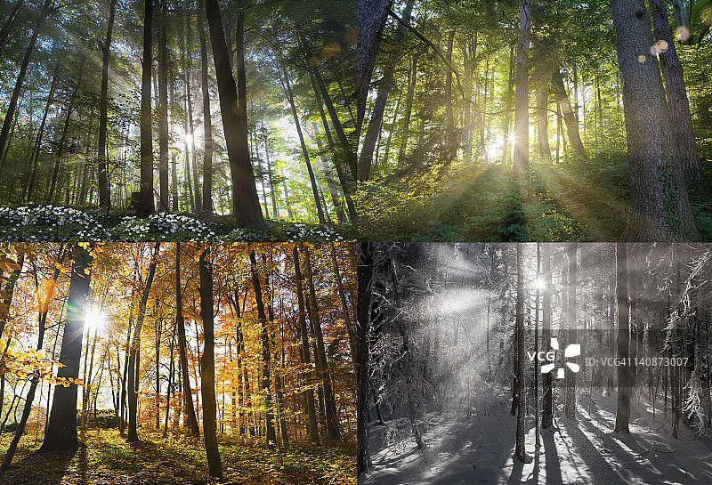 四季森林景色图片素材