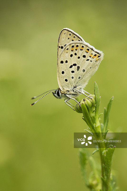 棕色阿尔古斯蝴蝶图片素材