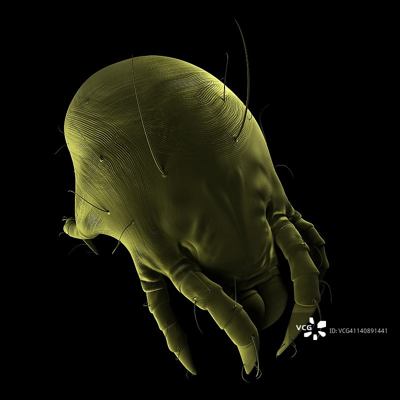 尘螨，艺术作品图片素材