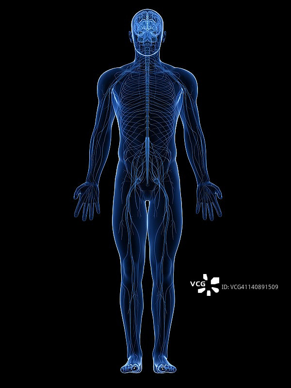 人类神经系统，艺术品图片素材