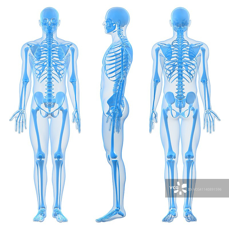 男性骨骼,艺术品图片素材
