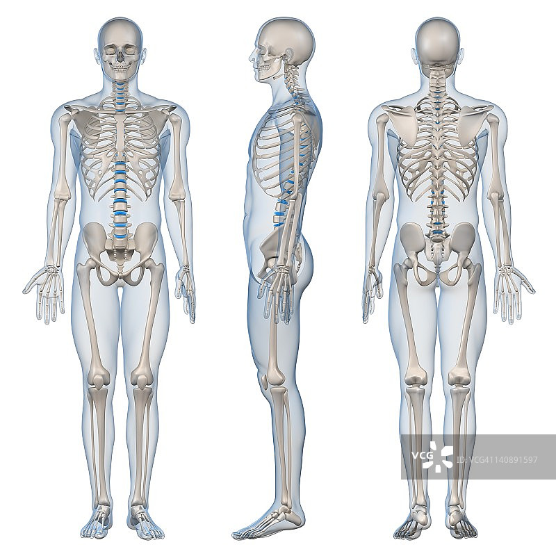 男性骨骼,艺术品图片素材