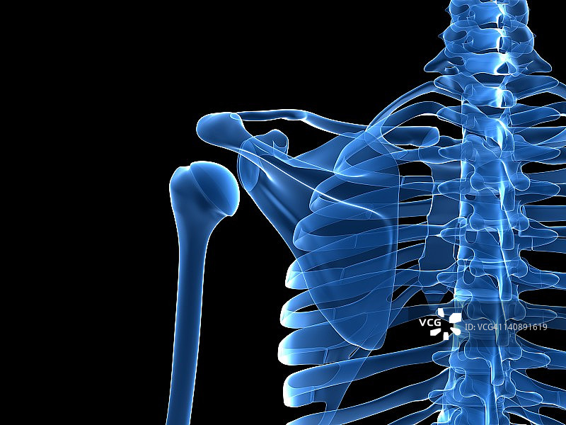 肩胛骨艺术图图片素材