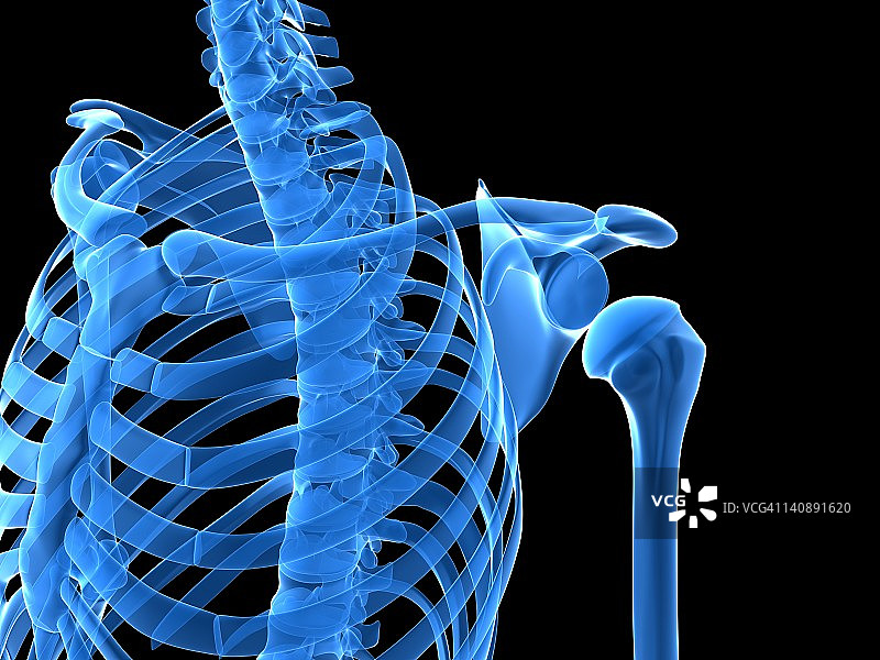 肩胛骨艺术图图片素材