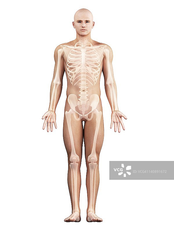 健康的骨骼艺术作品图片素材