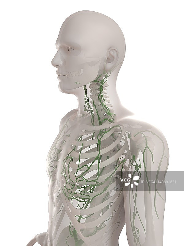 淋巴系统、艺术品图片素材