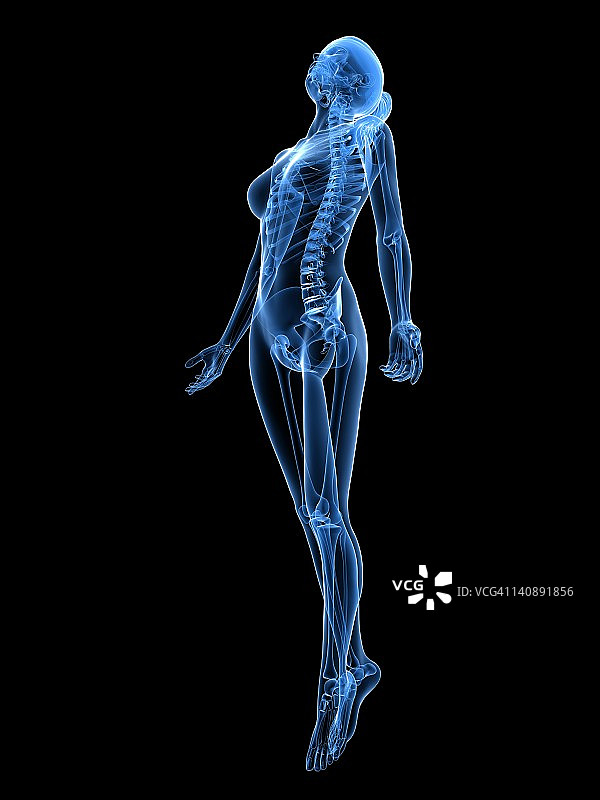 女性解剖,艺术品图片素材