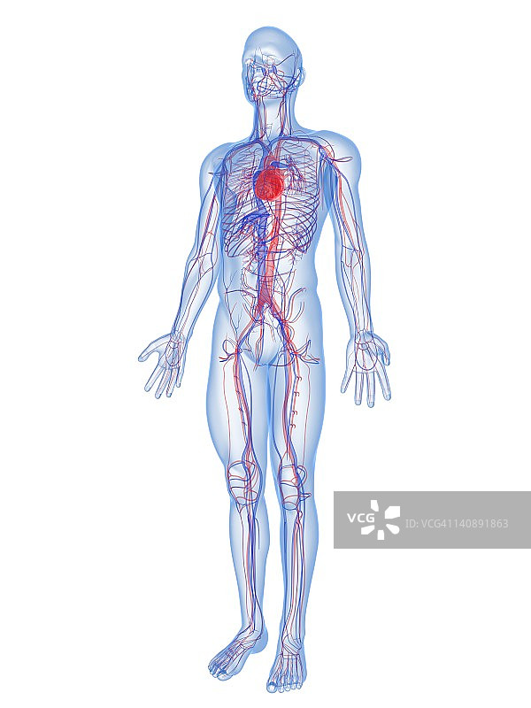 心血管系统、艺术品图片素材
