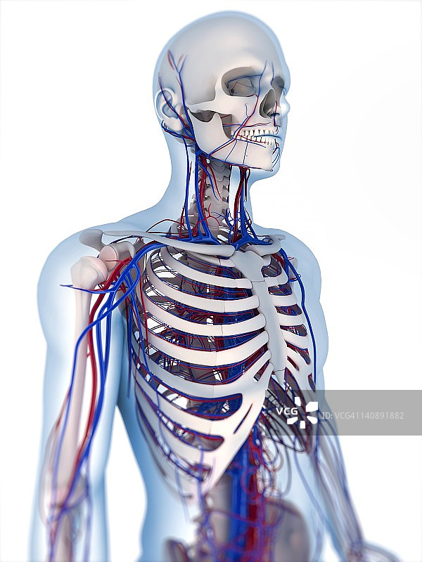 人体解剖学、艺术品图片素材