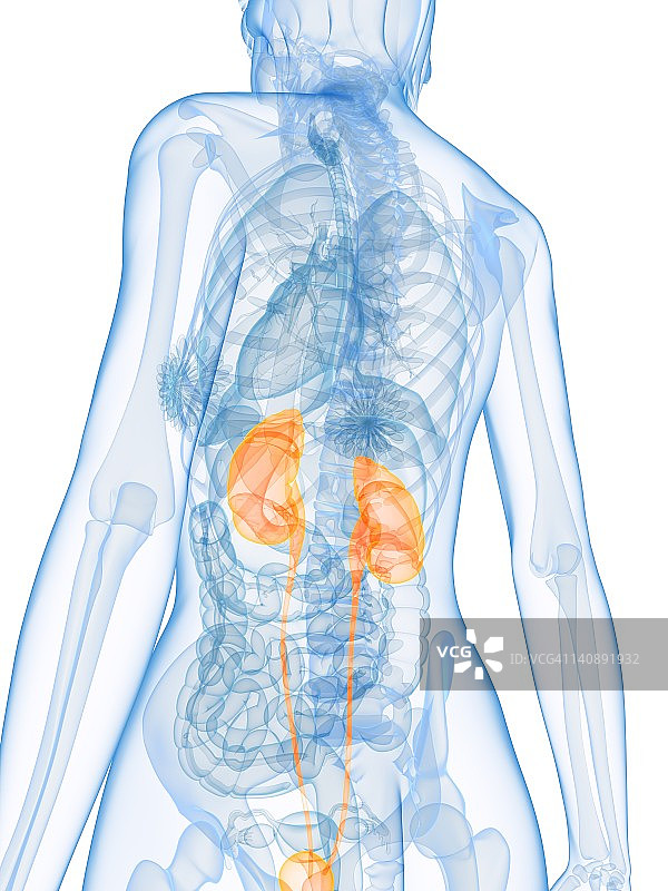 健康的泌尿系统（医学插图）图片素材