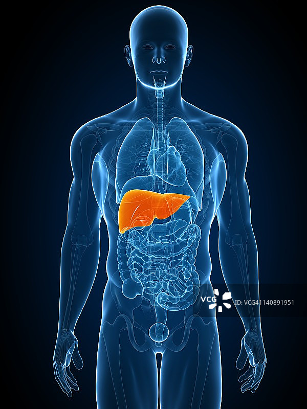 健康的肝脏，艺术作品图片素材
