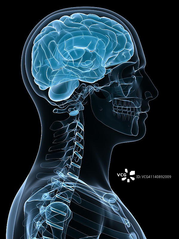 头解剖学、艺术品图片素材