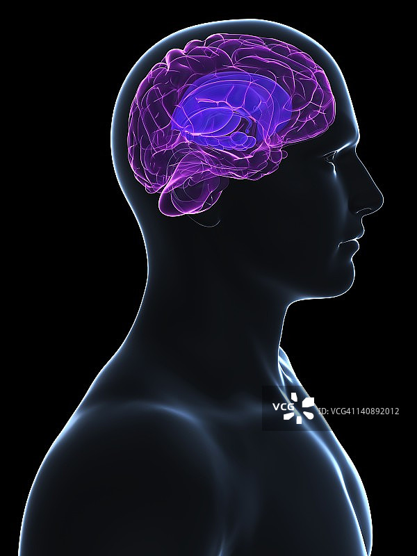 人类大脑、艺术品图片素材