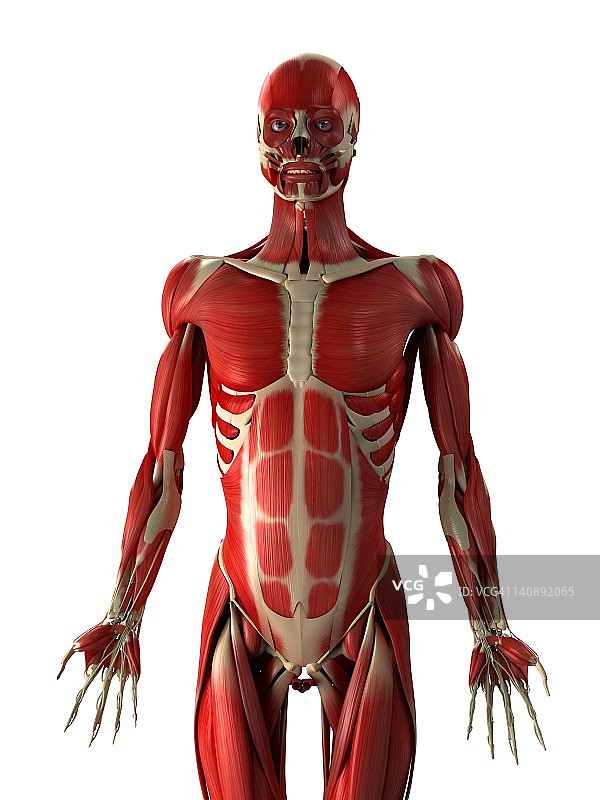 男性肌肉，艺术作品图片素材