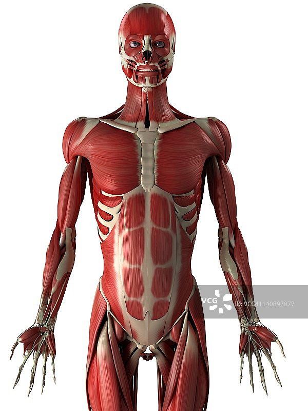 男性肌肉，艺术作品图片素材