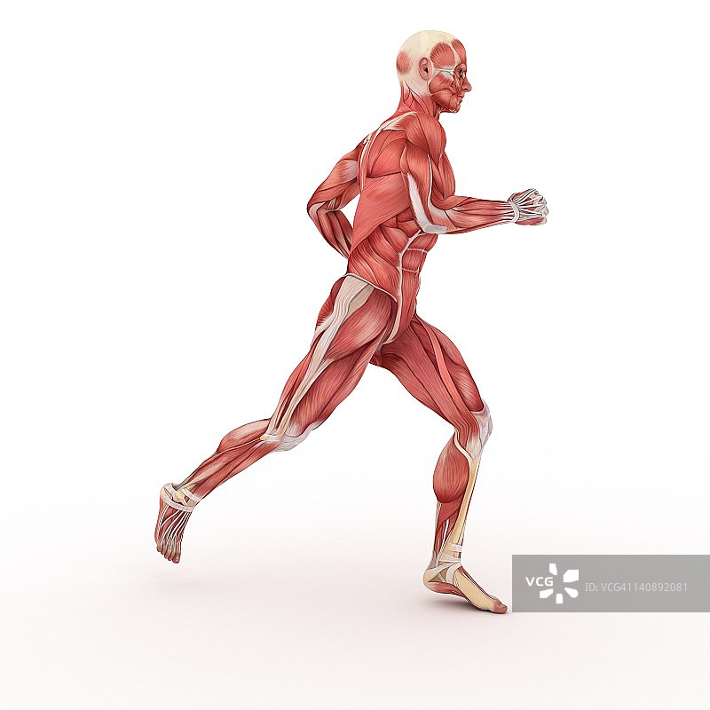 男性肌肉，艺术作品图片素材