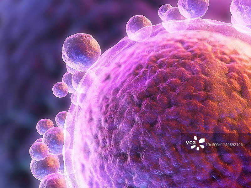 人类卵细胞图图片素材