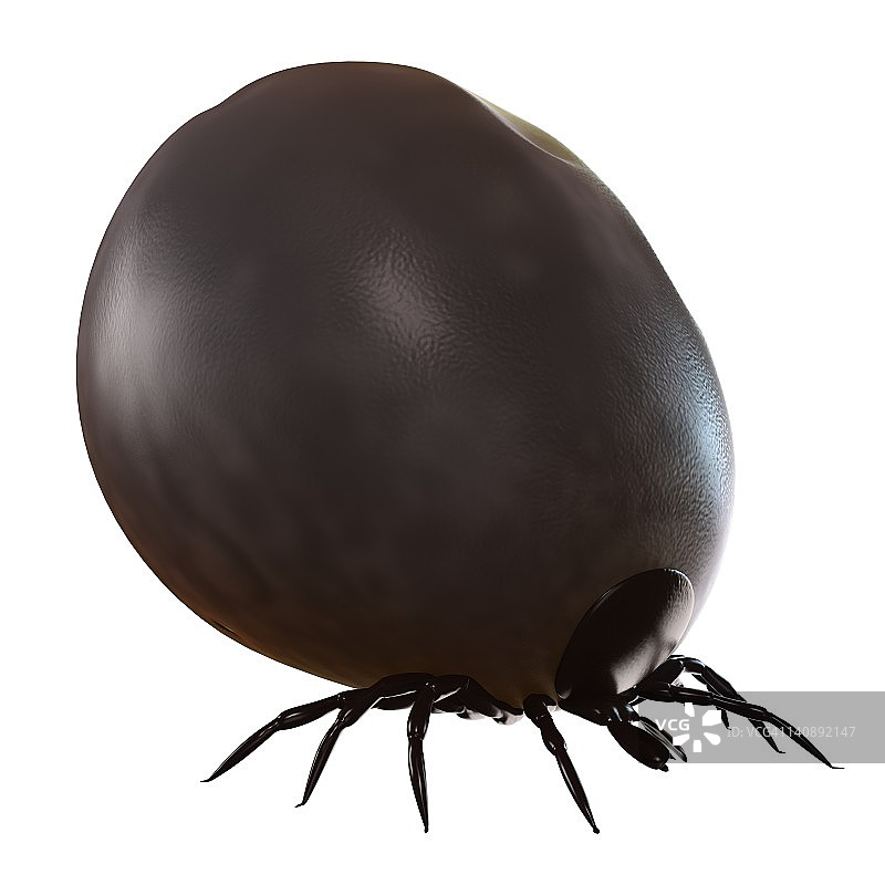 吸饱血的蜱虫，艺术作品图片素材