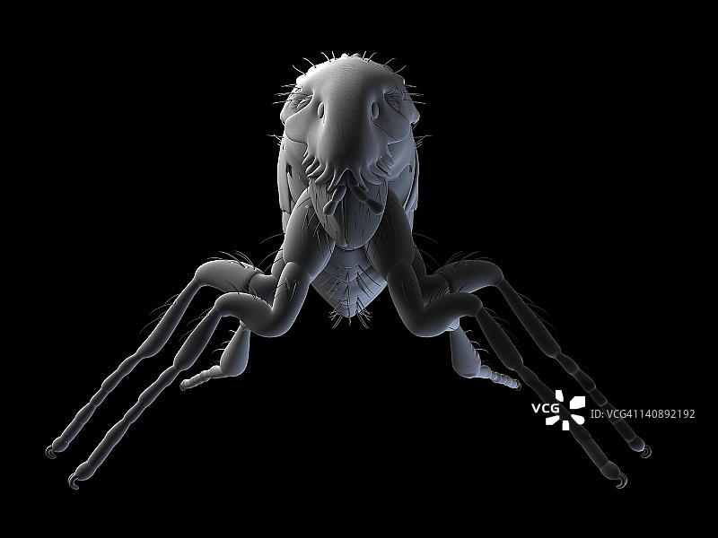 猫跳蚤艺术作品图片素材