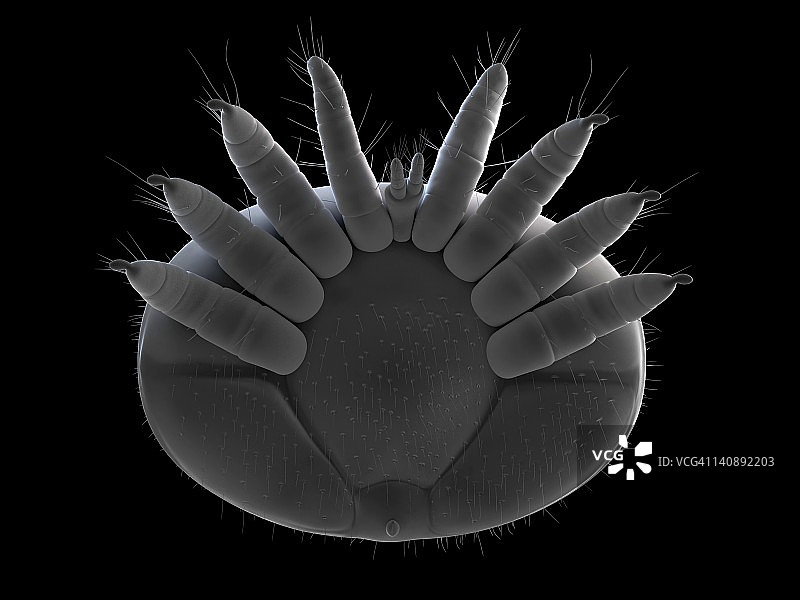 蜜蜂螨虫艺术图图片素材