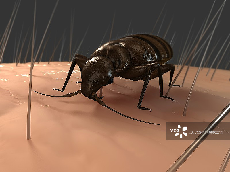 臭虫插画图片素材