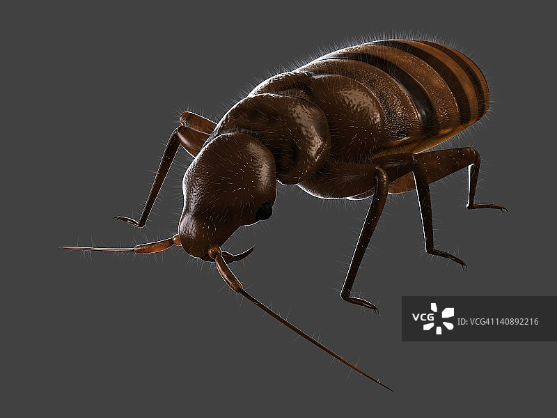 臭虫插画图片素材