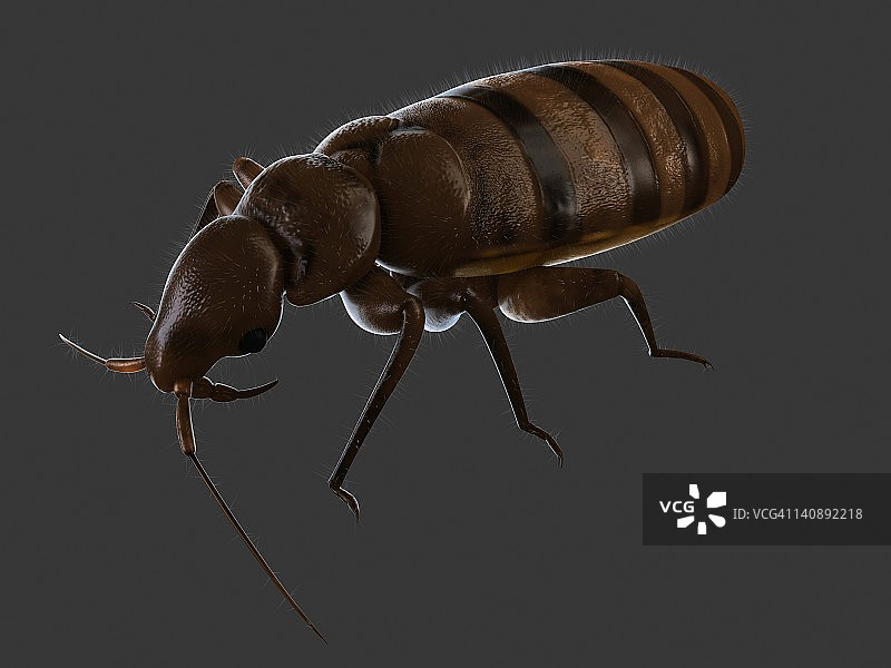 臭虫插画图片素材