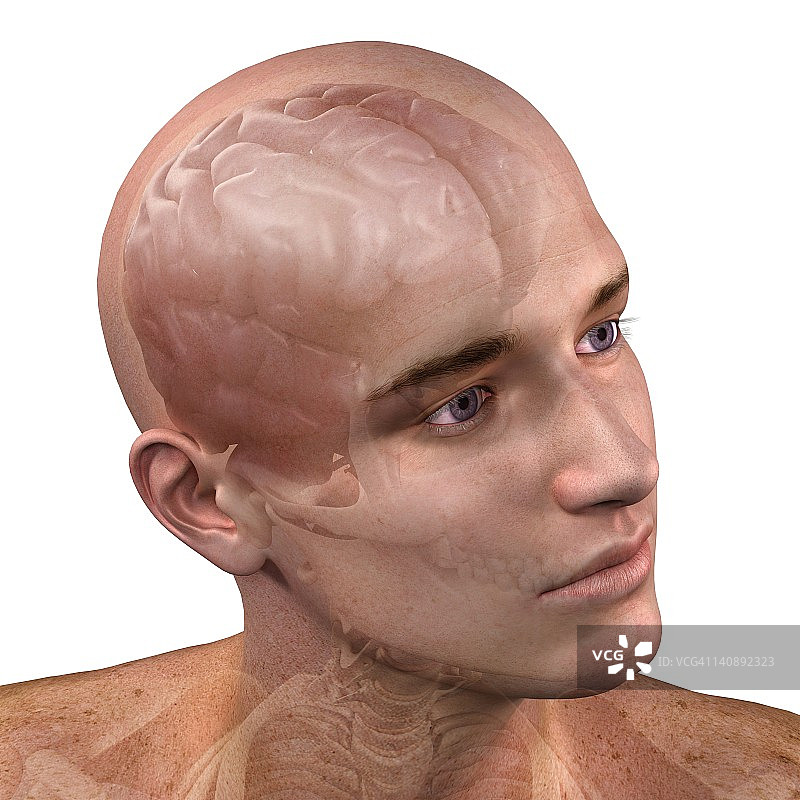 头解剖学、艺术品图片素材