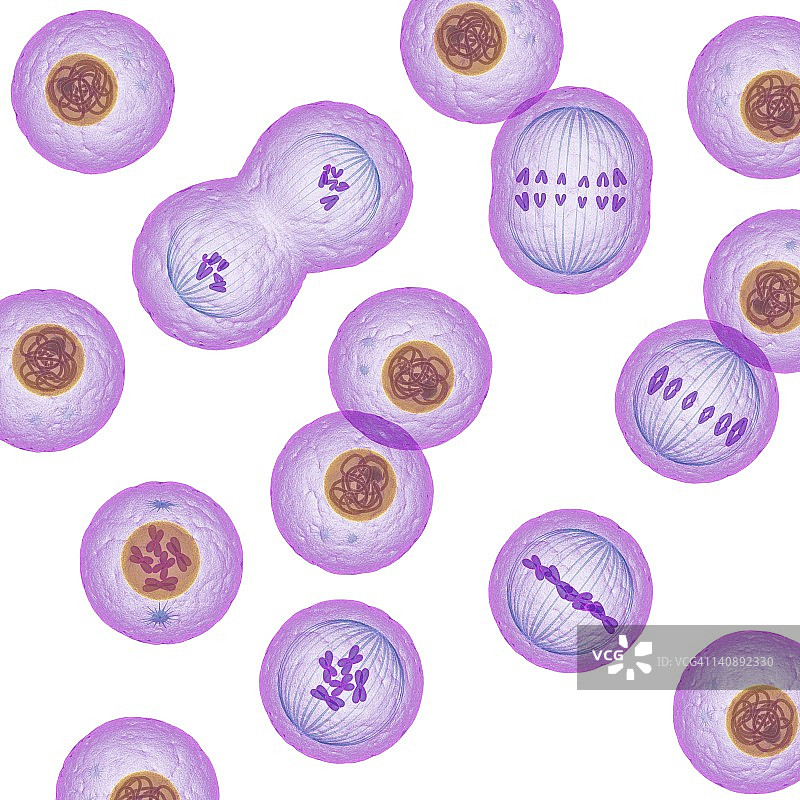 有丝分裂艺术作品图片素材
