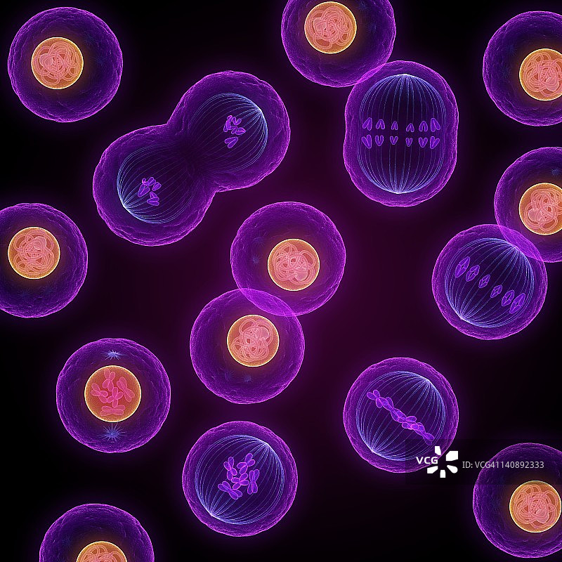 有丝分裂艺术作品图片素材