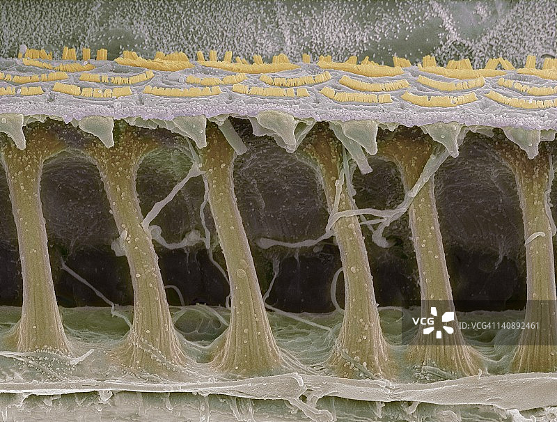 内耳毛细胞，扫描电镜图片素材