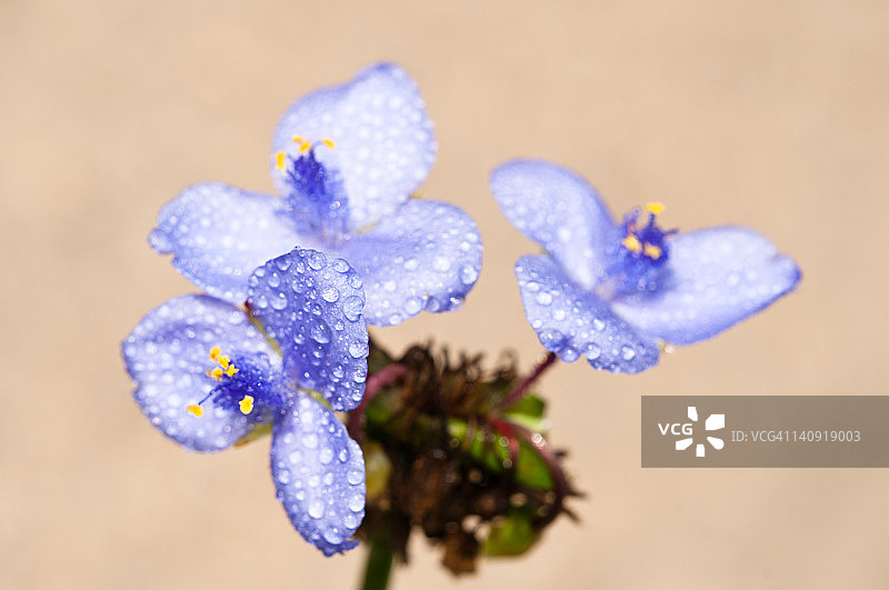 紫露草图片素材