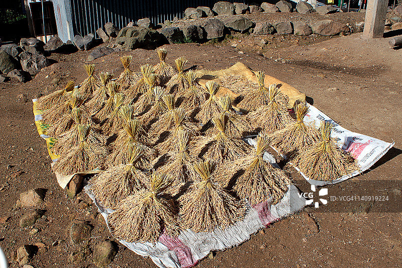 稻秆捆图片素材