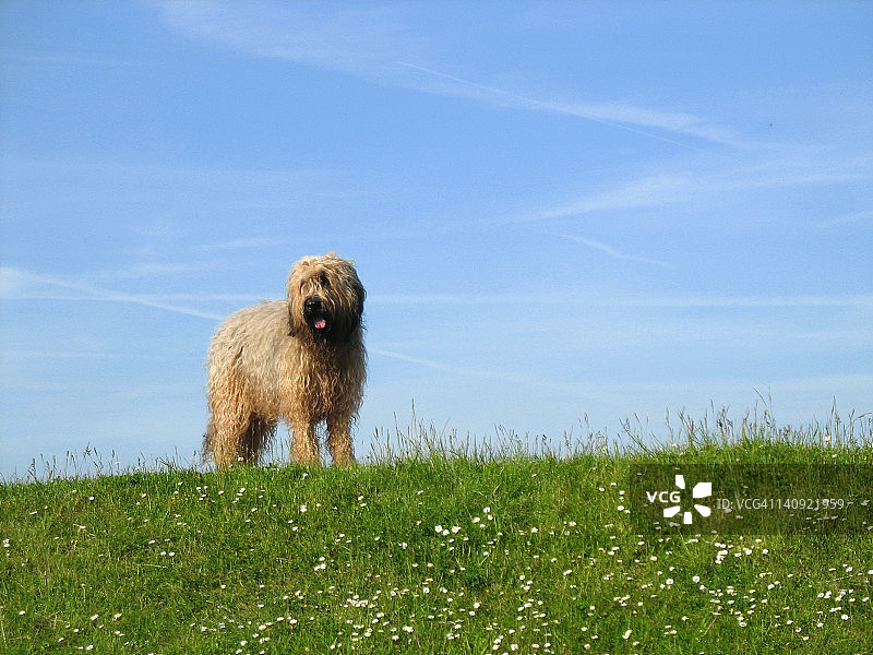站在草地上的藏獒梗犬图片素材
