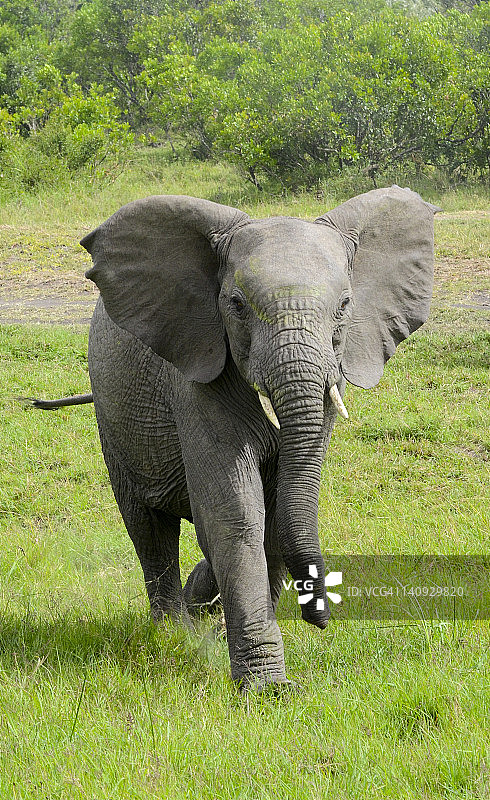 充电的大象图片素材