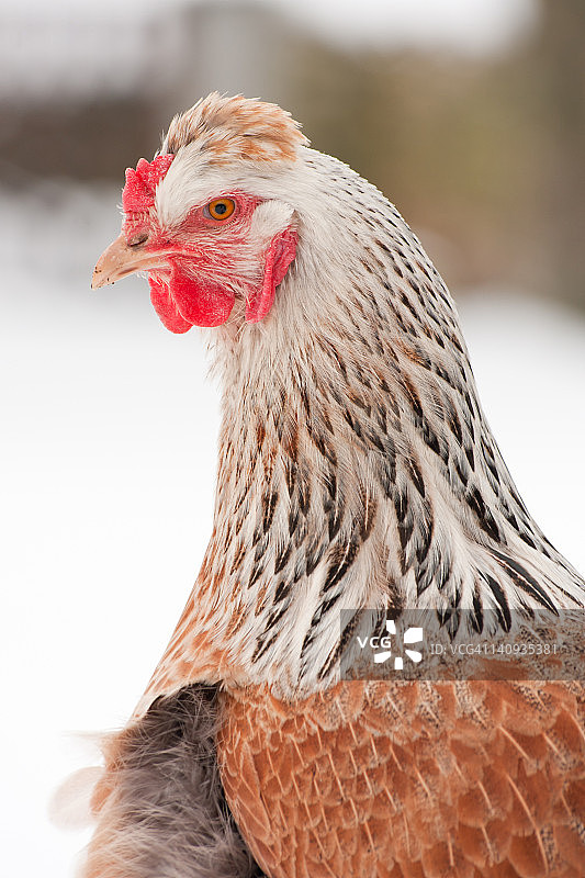 梵天鸡肖像图片素材