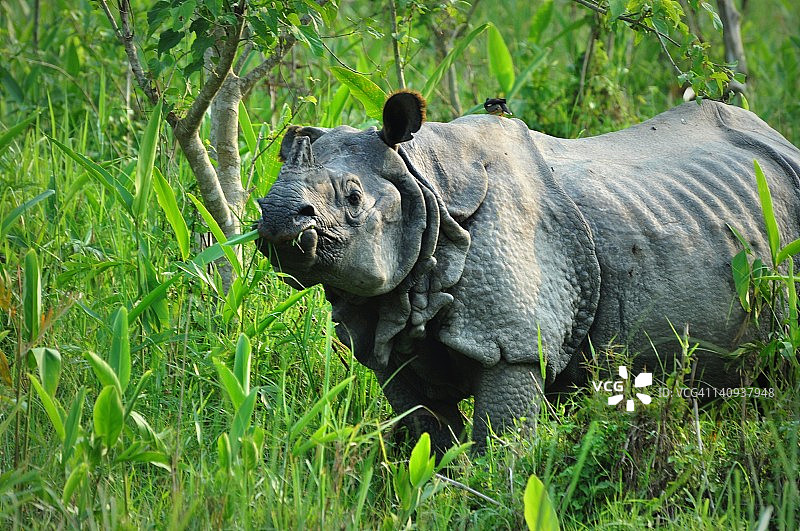 尼泊尔的犀牛图片素材