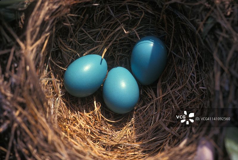 知更鸟的蓝色蛋图片素材